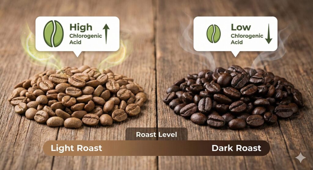 脂肪燃焼成分「クロロゲン酸」を豊富に含む浅煎り（ライトロースト）コーヒー豆と、焙煎によりクロロゲン酸が減少した深煎り（ダークロースト）コーヒー豆の比較。焙煎度による成分量の違いを示す図解。